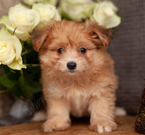 Ukpets found the following cavapoo for sale in the uk. Kellys Kennels - Puppies for Sale