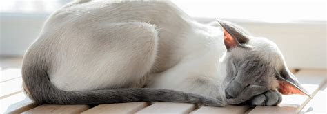 They have a slender body and come in a variety of solid and tabby colors, similar to the oriental shorthair. Oriental Cat Breed - Facts and Personality Traits | Hill's Pet
