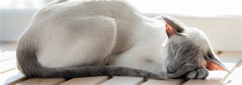 When the next litter is born we will let you know about it and you will get an. Oriental Cat Breed - Facts and Personality Traits | Hill's Pet