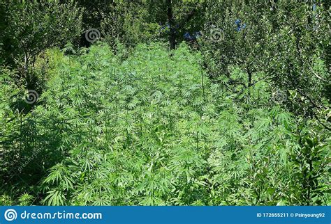 Life in himachal pradesh is great, simply amazing and dynamic. Weed Plantation In The Woods At Parvati Valley A Holiday ...