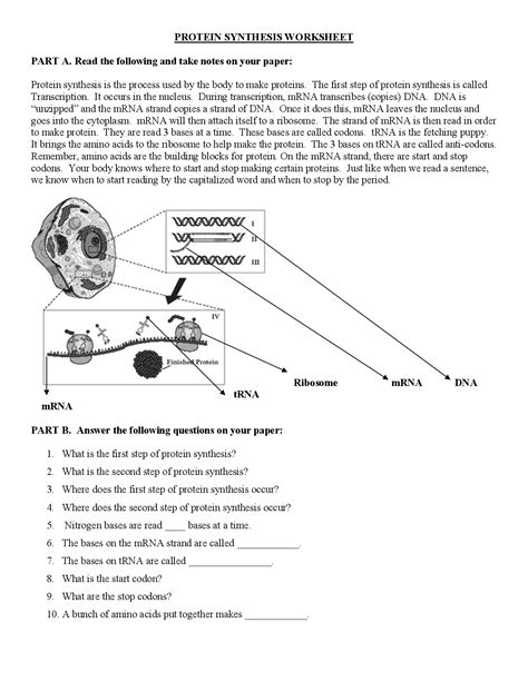 The image showing replication is similar to the dna and mrna coloring. Dna Protein Synthesis Worksheet - Nidecmege
