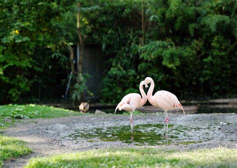 Hier im zoo frankfurt bieten wir unseren vielen verschiedenen tierarten ein möglichst artgerechtes und naturnahes zuhause. The Best Frankfurt Zoo (Zoologischer Garten Frankfurt ...