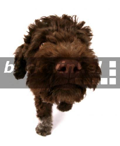 Lagotto romagnolo ist ein mittelgroßer italienischer wasserhund. blickwinkel - Italienischer Wasserhund, Lagotto romagnolo ...