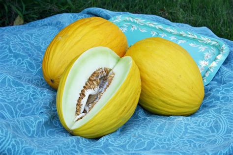 Category: Specialty Melons | Seedway