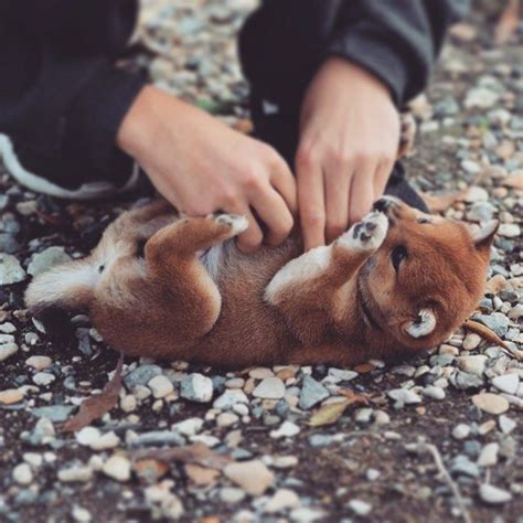 New york shiba inu is home to reputable breeders of healthy puppies and quality dogs. shiba puppy | 柴犬 子犬, 柴犬, 子犬