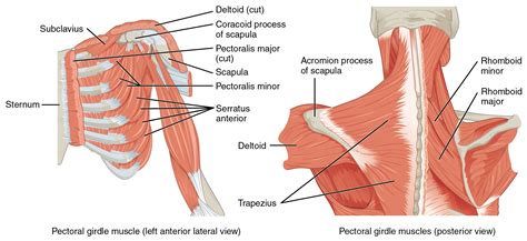The name of this muscle is derived from the greek word for earthworm. Put Your Shoulders On The Right Path
