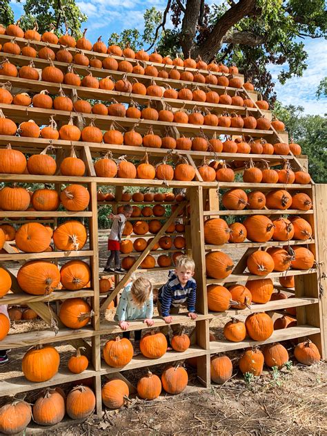 To learn more about the activities and fruit season, visit their website or facebook page. Sweet Eats Fruit Farm Pumpkin Patch | Georgetown, TX ...