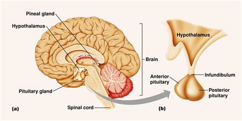 Maybe you would like to learn more about one of these? Hormon Kelenjar Hipofisis - Pengertian dan Fungsinya ...