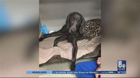 You've grabbed your boots, your backpack of snacks, and your pup's favorite leash. Dog hit by car while on retractable leash; owner trying to ...
