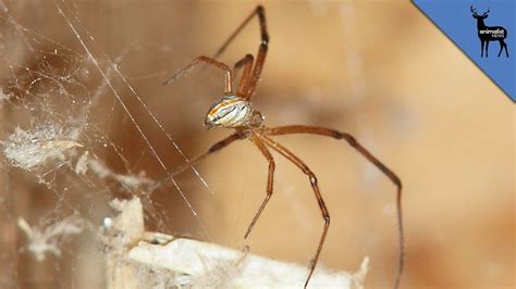 My exerience with spider bites from black widows. This Spider Twerks To Avoid Death - YouTube