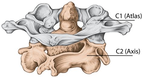 In atlas' wirbel setzt die lose combo das verfahren des „mapping für eine performative kritik von sozialen und politischen vorgängen ein. Die Wirbelsäule | Anatomie & Funktion | Dr. Christopoulos