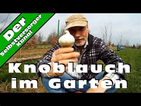 Knoblauch sollte in keinem garten fehlen! Knoblauch im Garten - YouTube