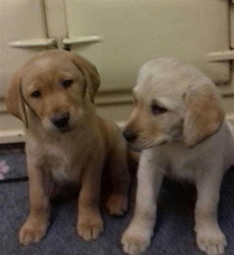 The golden retriever club of america national rescue committee provides additional information you should not expect to adopt a puppy (purebred golden puppies are very rare in rescue and generally spoken for quickly). Labrador Retriever Puppies For Sale | Houston, TX #285523