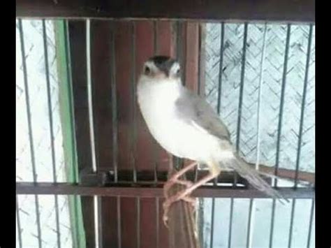 Anakan burung cici padi cingklong 3minggu kurang. Download Suara Burung Prenjak Alang Alang - Berbagai Suara