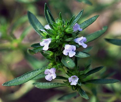 S'utilise avec les articles la, l' (devant une voyelle ou un h muet), une. Graines de sarriette annuelle - semences bio et paysannes ...