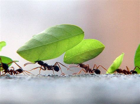 A isto se deve a prosperidade do formigueiro. CULTURA CRISTÃ: APRENDENDO COM AS FORMIGAS