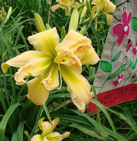 Form is variable hose in hose. Earthly Treasures Daylily Garden - SOLAR BLAST