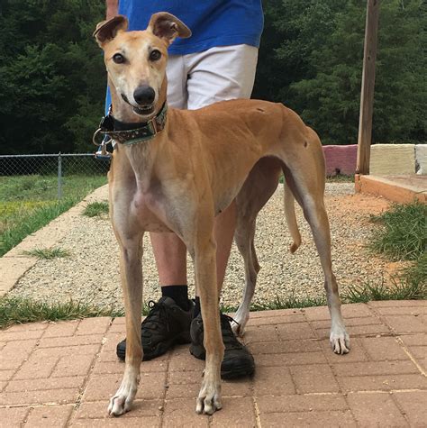 Here are the picks carolina pet angels. Dobby (Hailey Monroe) - Greyhound Friends of NC