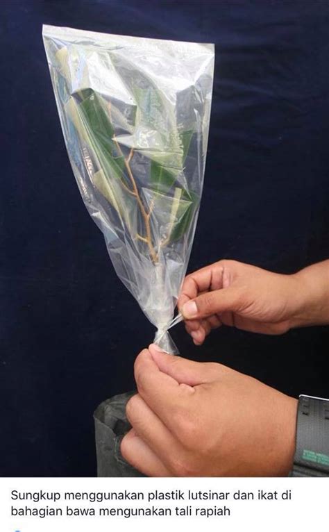 Cantuman Anak Pokok Durian Cara Ini Berjaya 100% - IMPIANA