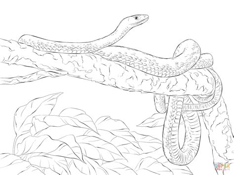 Browse your favorite printable snake coloring pages category to color and print and make your own snake coloring book. Eastern Green Mamba coloring, Download Eastern Green Mamba ...