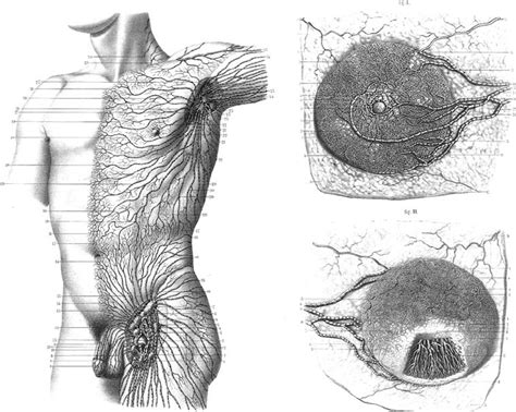 630 anatomical structures of the upper limb (pectoral girdle, shoulder, arm, elbow, forearm, wrist upper body muscles labeled anatomy of upper torso diagram body muscles defenderauto info find. Upper Torso Anatomy / Curious what other anatomical models ...