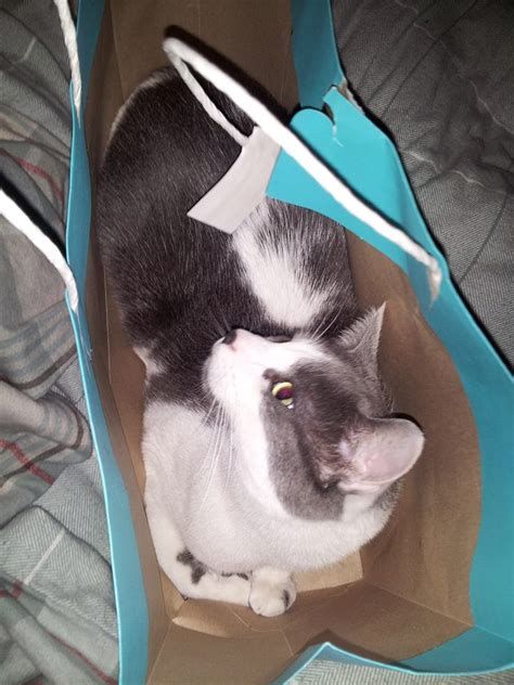 Finding a lost indoor cat isn't like looking for a missing person or even searching for a dog, but there are several things you can do to bring kitty home safely. NOLANDER (Acadia, 6/22) - He slipped out yesterday when ...