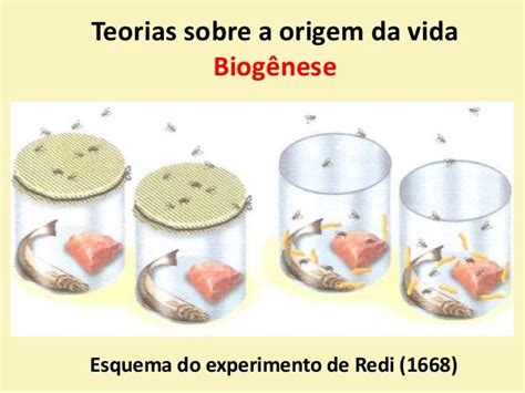 More specifically, it is the theory that living things only come from other living things through reproduction. Teorias sobre a origem da vida Biogênese Esquema do ...