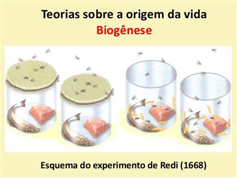 More specifically, it is the theory that living things only come from other living things through reproduction. Teorias sobre a origem da vida Biogênese Esquema do ...