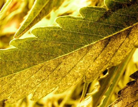 What to do about spider mites during flowering. Growery - How to Kill Spider Mites - Get Rid of Spider ...