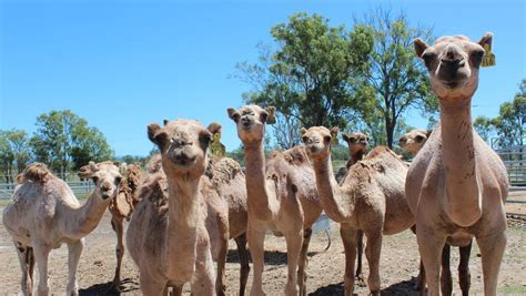According to our guide they are of very good quality and are exported to countries in need of. Why camels are the next big thing in dairy | Queensland ...