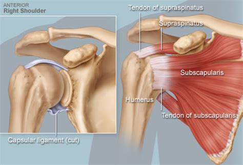Simple easy notes for quick revision for exams. Rotator Cuff (Anatomy): Illustration, Common Problems