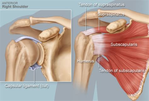 This 6th edition of anatomy: Rotator Cuff (Anatomy): Illustration, Common Problems