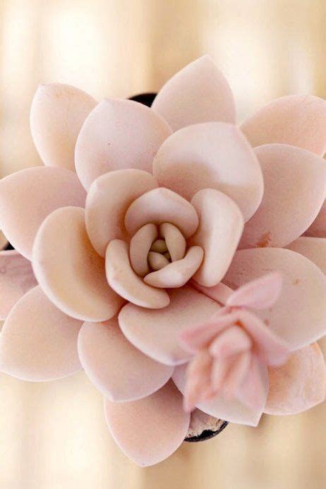 Many studies that have assessed cactus seed germination have focused on antesberger, h. Echeveria laui, 10 seeds, rare succulent, pink succulent ...