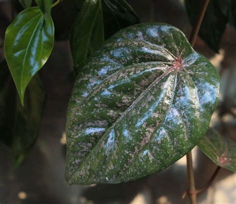 Daun sirih banyak ditanam oleh masyarakat asia tenggara khususnya indonesia. Daun Sirih Merah Ampuh Bersihkan Miss V, Ini Faktanya ...