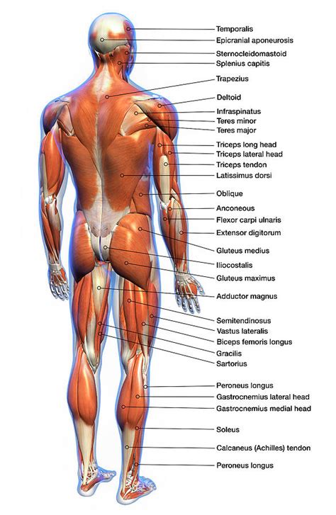 Without muscle, humans could not live. Labeled Anatomy Chart Of Full Body Male Photograph by Hank ...