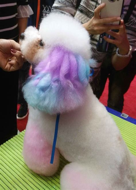 If you're lucky enough to have a luxuriously long mane, you won't have any problems choosing from the substantial amount of cutting opportunities available. Pin by Pet Groomer's Profit Generatin on Grooming dog ...