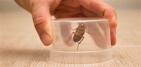 Gleichzeit hinterlassen marder unhygienische ausscheidungen, die zu starker geruchsbildung führen und krankheiten übertragen können. So können Sie Schädlinge im Haus bekämpfen