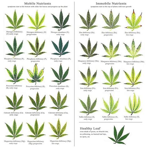 Therefore being able to diagnose cannabis nutrient deficiencies is the key to correcting the issue and maintaining healthy plants. Marijuana Plant Nutrient Deficiency & Excess Diagram