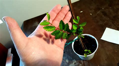 For example, a bonsai's leaves might be allowed to attain. Bonsai-misadventures: Leaf reduction and its ramification