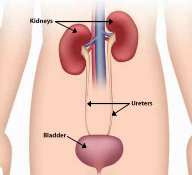 Inflammation can be diagnosed by blood tests. Medicines for Early Stage Chronic Kidney Disease (With ...