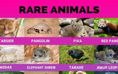 Animal Names - Visual Dictionary