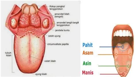 Kanker mulut penyebab gejala dan pengobatan honestdocs. Fungsi Amandel Langit Langit Tenggorokan - Kobong Ilmu