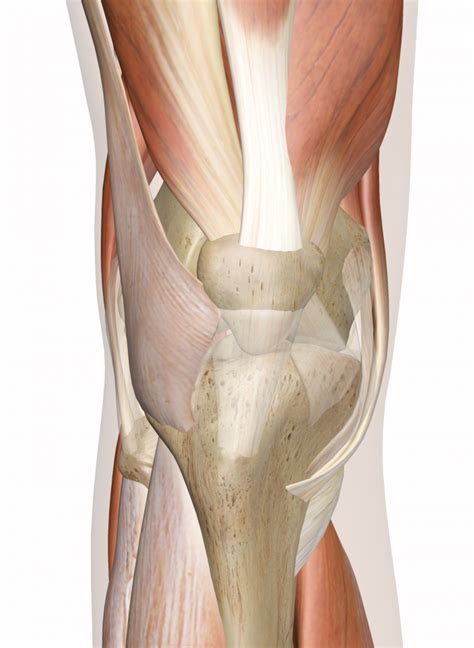 When you finish with the above photo, head to the following model on posemanics and draw and label the linked model. Muscles of the Knee | Human knee, Knee muscles anatomy, Knee joint