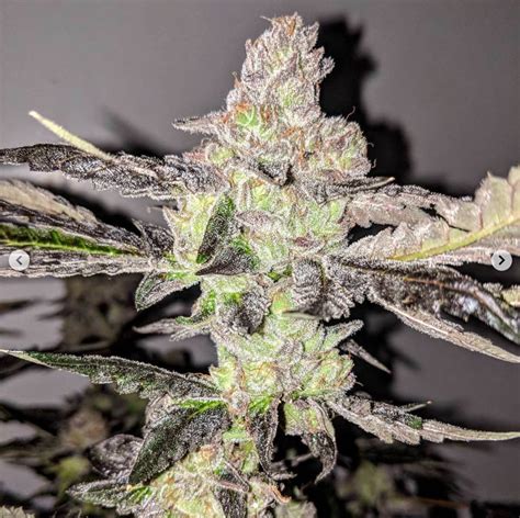 Reviewing lifted's wedding cake strain. Wedding Cake x Gelato #33 by Seed Junky Genetics - 5 Pheno ...