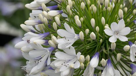 De nieuwste queen mum collectie bij about you gratis verzending achteraf betalen gratis retour. Agapanthus 'Queen mum ®' (bladhoudend) | Agapanthuskwekerij