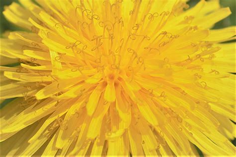 They'll definitely bring a smile to anyone's face. The Color Yellow: What It Means and 7 Common Yellow Symbols