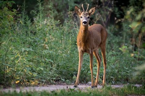 This page is about the various possible meanings of the acronym, abbreviation, shorthand or slang term: Tierische Kollision: Radler verletzt, Reh tot ...