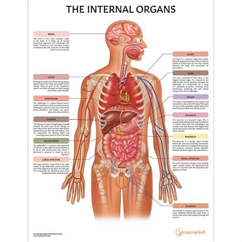 Several organs are located between the ribcage and the back. The Internal Organs Chart | Organs of the Human Body Poster