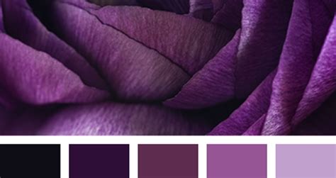 Оттенки фиолетового цвета. Палитра, фото с названиями