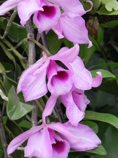 Maybe you would like to learn more about one of these? OUR PHILIPPINE TREES: Ano ang Amoy ng Sanggumay (What is ...